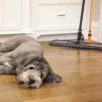 Best way to clean dog hair off tile floors best sale